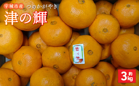 令和8年熊本地震復興支援 【先行予約】 津の輝 つのかがやき 約3kg（15玉～25玉) 【2027年2月上旬-2027年4月下旬発送予定】【吉田レモニー】