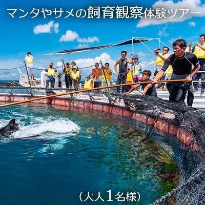 マンタやサメの飼育観察体験ツアー【大人１名様】