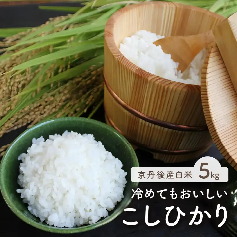 令和7年産　京都・京丹後産コシヒカリ　5kg（5kg×1袋）お米 ごはん ご飯 コシヒカリ こしひかり おにぎり 精米 白米 ふるさと納税 米