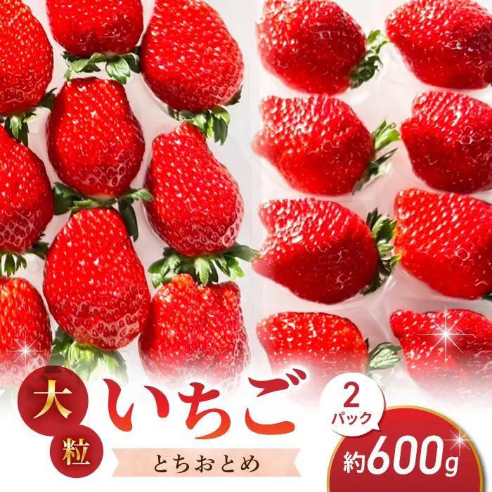 大粒！田口さんのいちご（とちおとめ）2パック（600g）贈答用｜完熟 食べ比べ 苺 イチゴ フルーツ 安心 土耕栽培※2027年1月上旬以降発送予定