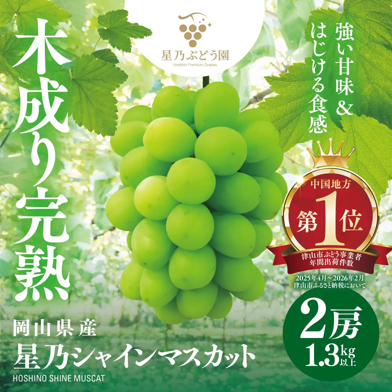 先行受付【三つ星ぶどう】星乃シャインマスカット (2房 1.3kg以上) 数量限定 岡山県産【配送不可地域：離島・北海道・沖縄県】【1418979】