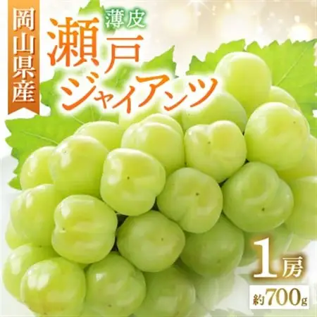 ◇先行受付◇　岡山県産　瀬戸ジャイアンツ　2027年発送【配送不可地域：離島・北海道・沖縄県】【1449400】