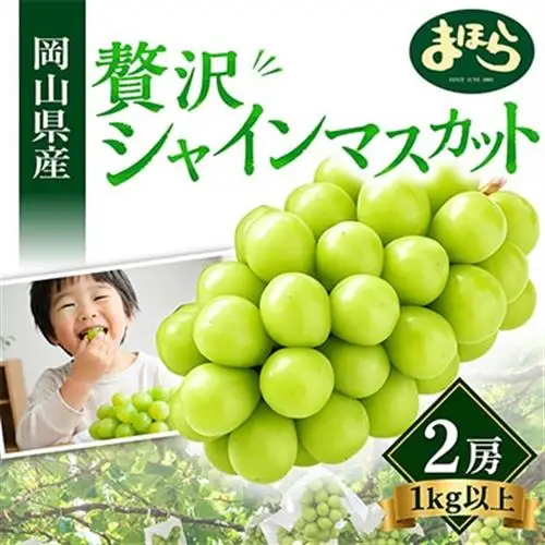 【2026年度発送分】早起き農家の直送便　お土産シャインマスカット2房【配送不可地域：離島・北海道・沖縄県】【1519537】