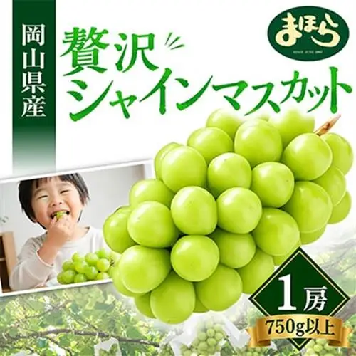 【2026年度発送分】早起き農家の直送便　上出来シャインマスカット1房【配送不可地域：離島・北海道・沖縄県】【1519573】