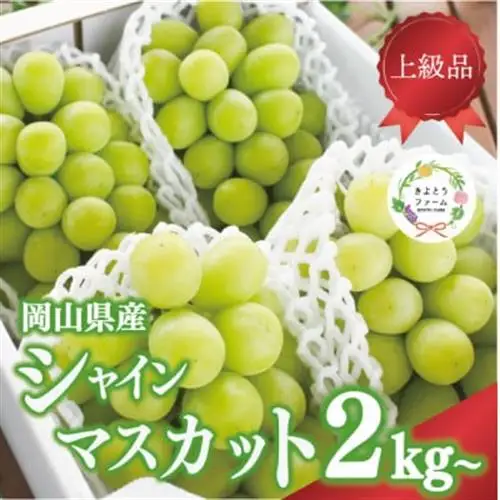 シャインマスカット 3-5房/計2kg～ (岡山県産) 果樹園こだわりの「きよとう」シャイン!【配送不可地域：離島】【1548980】