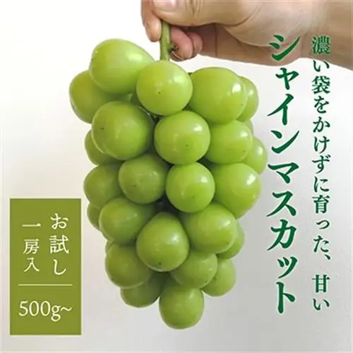 【お試し便】シャインマスカット 1房入 500g～　(岡山県産) きよとう果樹園のこだわりシャイン【配送不可地域：離島】【1548988】