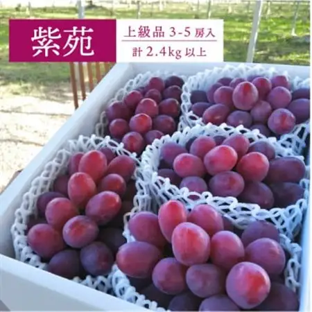 ワインレッドの葡萄「紫苑(しえん)」上級品 3-5房/計2.4kg～(岡山県産) 贈答にもおすすめ!【配送不可地域：離島・北海道・沖縄県】【1549077】