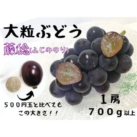 【2027年先行受付】大粒希少品種　藤稔1房700g以上!　【配送不可地域：離島】【1566428】