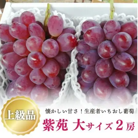【2026年発送】上級品 紫苑(しえん) 大2房/計1.3kg～ (岡山県産) 岡山県の代表品種【配送不可地域：離島・北海道・沖縄県】【1571729】