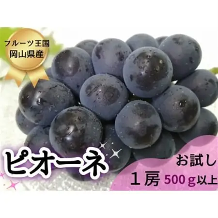 【2026年先行受付】訳あり品フルーツ王国岡山の人気ぶどう　ピオーネ1房500g以上!【配送不可地域：離島】【1571847】