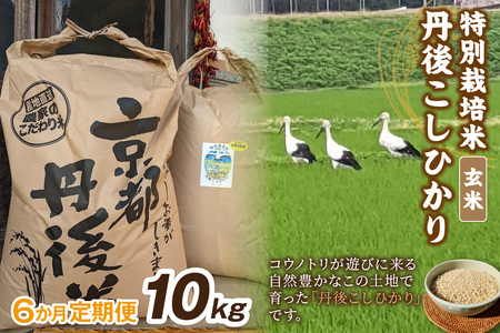 【定期便】玄米10kg×6か月 京丹後久美浜産 特別栽培米こしひかり（2026年10月～発送）