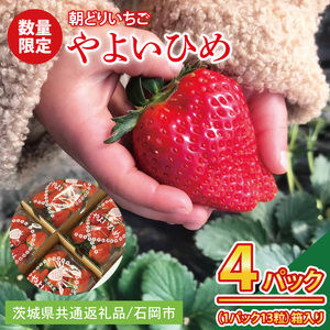 【1月中旬より順次発送】【数量限定】【朝採れ】いちご やよいひめ3L 4パック【茨城県共通返礼品／石岡市】（KU-3）