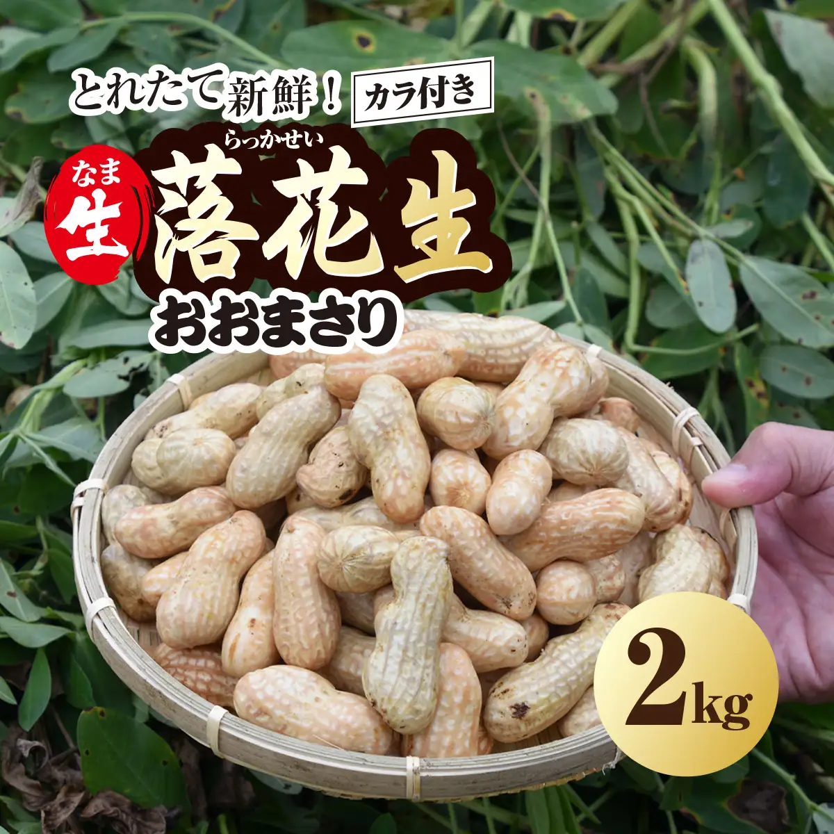 ★先行予約★【2026年9月上旬より順次発送！】とれたて新鮮! 生落花生 おおまさり 2kg 殻付き／ らっかせい 落花生 生落花 掘り取り 手もぎ 新鮮 おやつ おつまみ お料理 ゆで落花生 ピーナッツ 千葉県 山武市 SMCK001