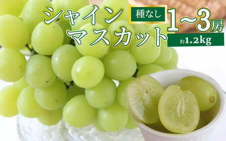 【ふるさと納税】先行予約＜シャインマスカット＞ ぶどう grape fruit フレッシュ 旬 果物 くだもの 高知県 佐川町産【冷蔵】＜2026年8月下旬以降に発送＞