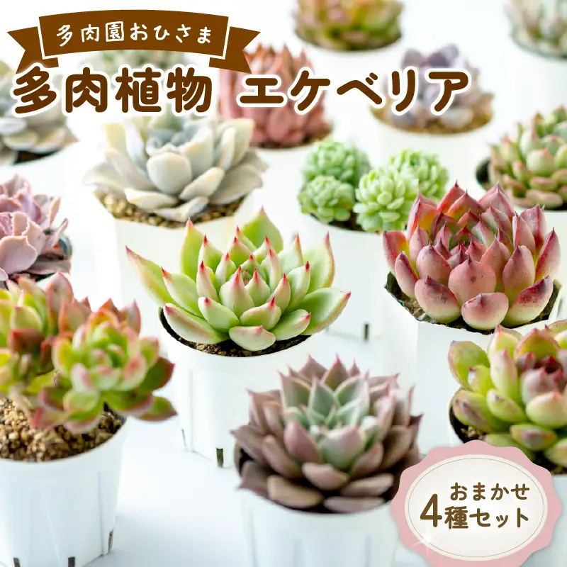 多肉園 おひさま エケベリア 4苗セット