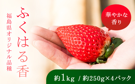 【先行予約】香りが強い！福島県オリジナル品種「ふくはる香」 2L～3L 約1kg（約250g×4パック） いちご イチゴ 苺 福島県 鏡石町 鏡石農遊園 F6Q-528