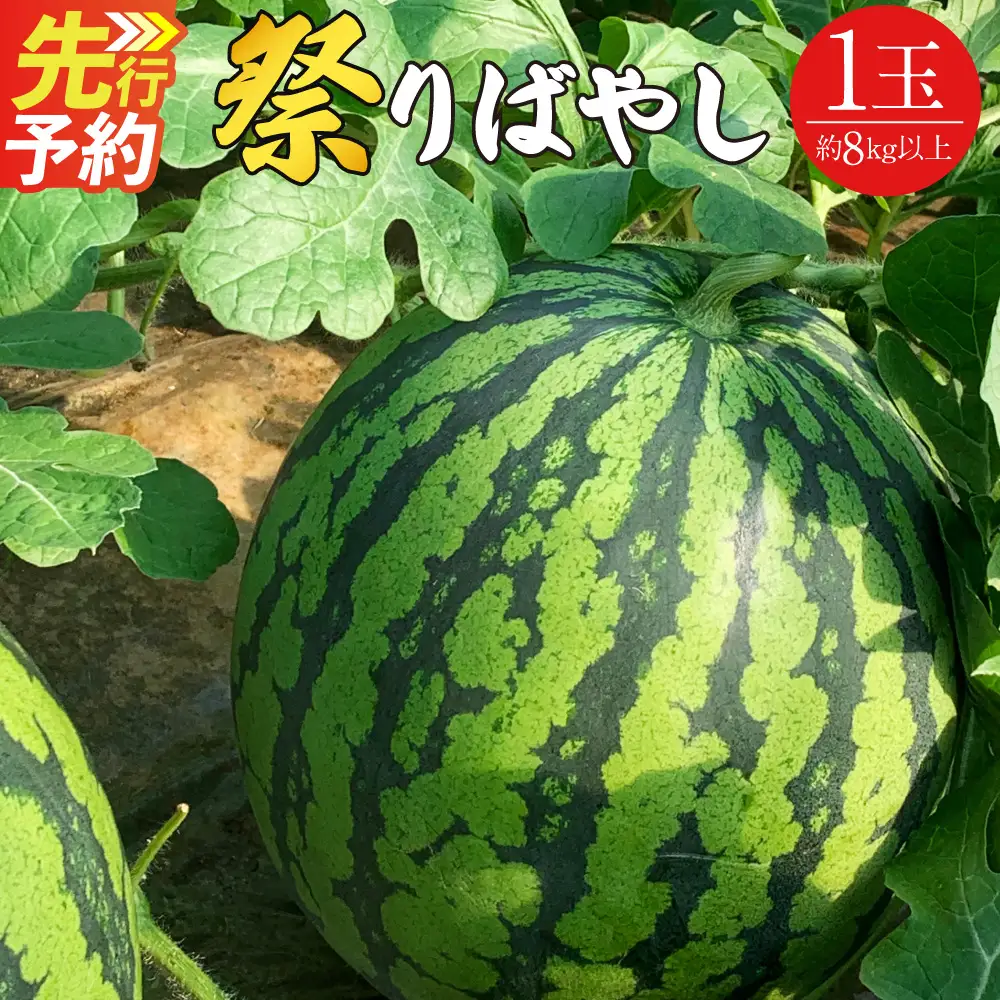 ＜ R8年熊本地震復興支援 ＞スイカ 祭りばやし 1玉 (8kg以上) 【2027年5月上旬発送予定】 すいか 西瓜 果物 くだもの フルーツ