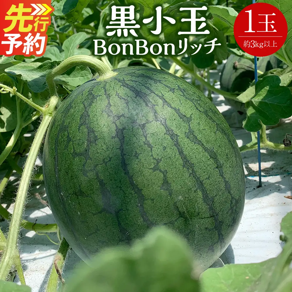 ＜ R8年熊本地震復興支援 ＞黒小玉 BonBonリッチ 1玉 【2027年5月下旬から6月上旬迄発送予定】すいか 西瓜 果物 くだもの フルーツ
