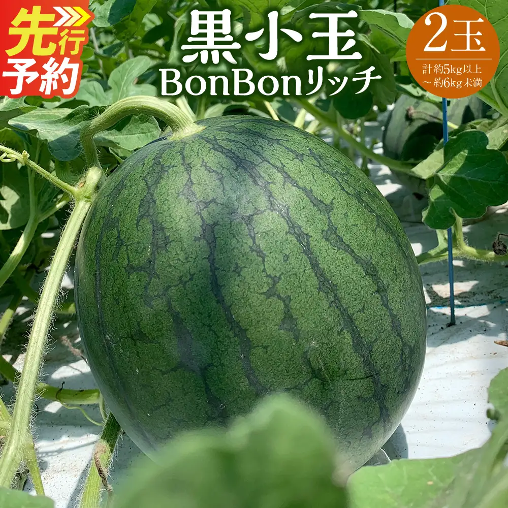 ＜ R8年熊本地震復興支援 ＞黒小玉 BonBonリッチ 2玉 【2027年5月下旬から6月上旬発送予定】 すいか 西瓜 果物 くだもの フルーツ
