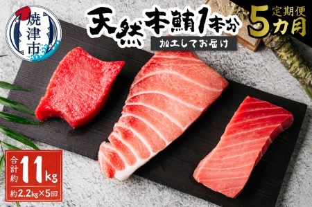 【定期便5回】天然本鮪 一本分を加工してお届け (b500-011)