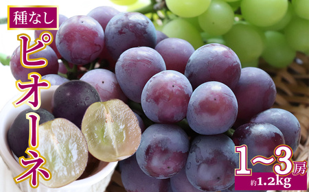 【ふるさと納税】先行予約＜ピオーネ＞ ぶどう grape fruit フレッシュ 旬 果物 くだもの 高知県 佐川町産【冷蔵】＜2026年8月上旬以降に発送＞
