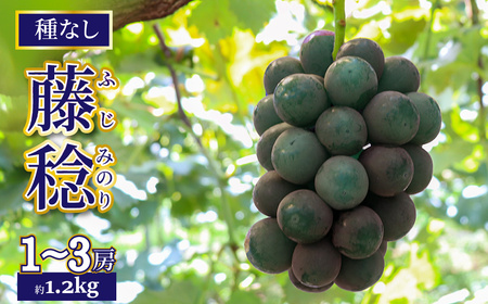 【ふるさと納税】先行予約＜藤稔＞ ぶどう grape fruit フレッシュ 旬 果物 くだもの 高知県 佐川町産【冷蔵】＜2026年8月上旬以降に発送＞