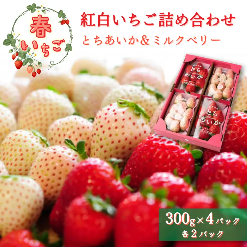 【春いちご】紅白いちご(とちあいか、ミルキーベリー)詰め合わせ(300g×2パックずつ)_果物・フルーツ いちご  イチゴ 苺_【配送不可地域：離島】【1589317】