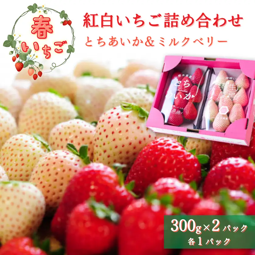 【春いちご】紅白いちご(とちあいか、ミルキーベリー)詰め合わせ(300g×1パックずつ)_果物・フルーツ いちご  イチゴ 苺_【配送不可地域：離島】【1589318】