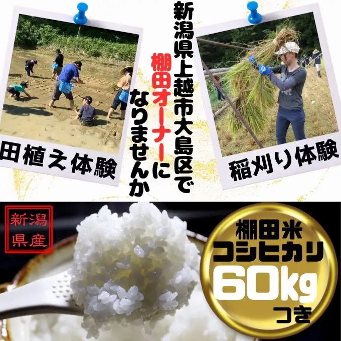 大島区 棚田オーナー権 コシヒカリ60kg付き 棚田オーナー権