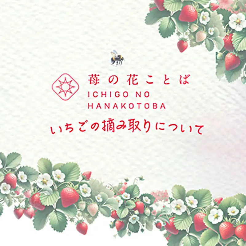 いちご摘み取り3kgまで体験券 いちご イチゴ 苺 新潟 苺の花ことば
