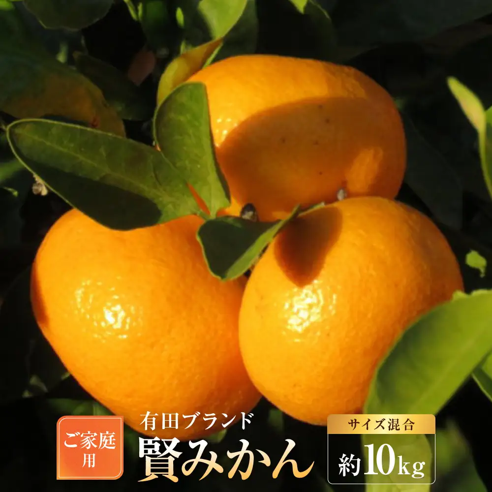 有田のブランド「賢みかん」約10kg サイズ混合 ご家庭用［2026年11月中旬頃より順次発送］