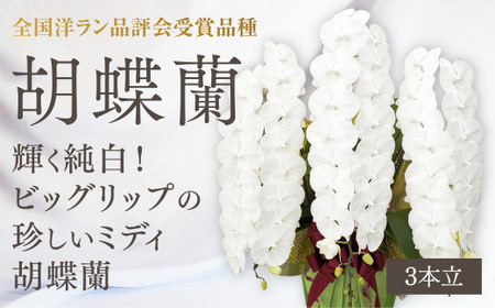 B103 【全国洋ラン品評会受賞品種】ミディ系ホワイト胡蝶蘭！『リトルシルキー』＊３本立＊ [ＬＳ－３]
