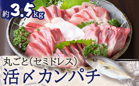 鹿児島県産 カンパチ 約3.5kg 一本丸ごと（ セミドレス ） 活〆 K294-003_01 魚