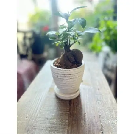 幸運を呼ぶ木「ガジュマル」_花・観葉植物 観葉植物・苗木  _【1573880】