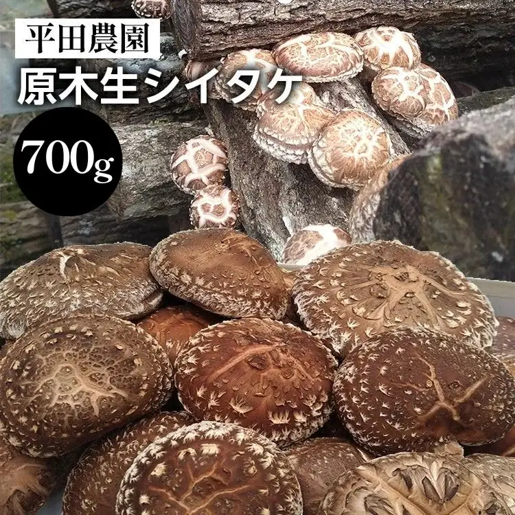 原木生シイタケ 700g 原木栽培 生しいたけ 国産