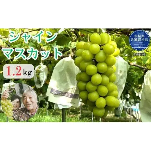 【2026年発送】 開田ぶどう園 シャインマスカット 1.2kg （茨城県共通返礼品・石岡市産） ／ シャインマスカット ぶどう 葡萄 ブドウ 果物 フルーツ