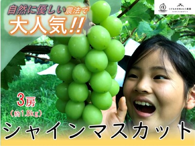 ＜2026年発送先行予約＞【自然に優しいシャインマスカット3房】栽培期間中の農薬節減で美味しいシャインマスカット(約1.8kg) ALPEF001