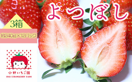 小野いちご園　いちご3箱（12パック）