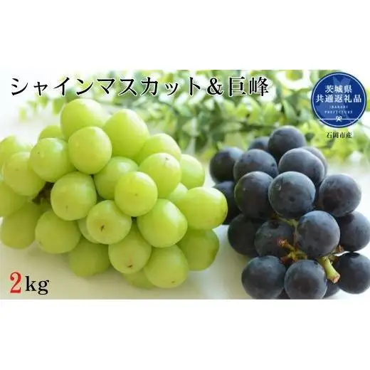 開田ぶどう園　シャインマスカット＆巨峰（種あり）セット　合計2kg（茨城県共通返礼品・石岡市産） ／ 巨峰 シャインマスカット ぶどう 葡萄 ブドウ 果物 フルーツ