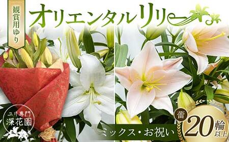 ユリ専門＜深花園＞観賞用ゆり オリエンタルリリー ＜ミックス・お祝い＞ 蕾20輪以上 F23R-965