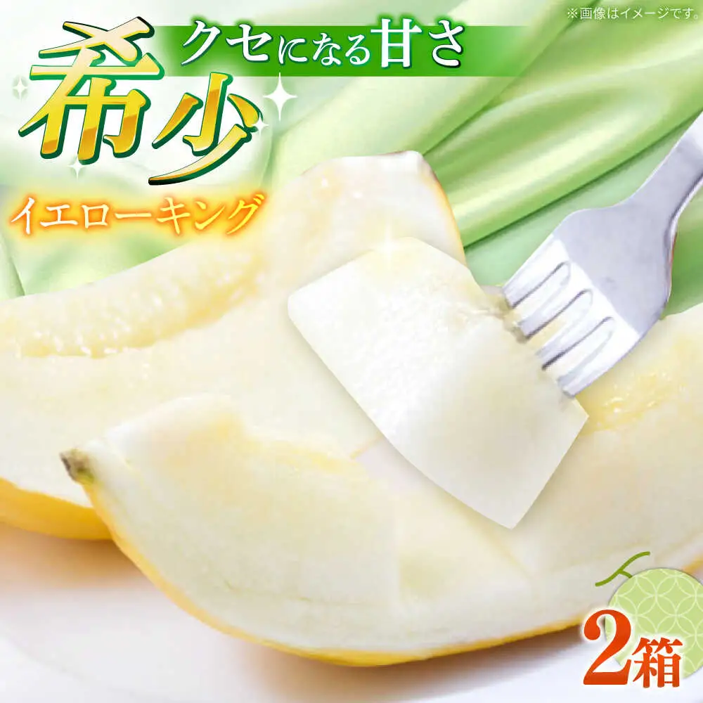 【2027年5月-発送】メロン イエローキング 2箱（1箱 3?6玉） / メロン めろん フルーツ 果物 / 南島原市 / 南島原果物屋[SCV040]