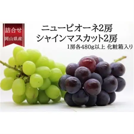 【2026年発送】ぶどう詰合/ニューピオーネ2房・シャインマスカット晴王2房(各1房480g以上)【配送不可地域：離島】【1546684】