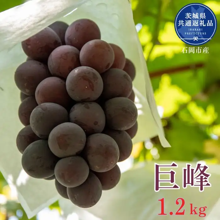 《先行予約 2026年発送》開田ぶどう園 巨峰 1.2kg （茨城県共通返礼品・石岡市産） ／ 巨峰 ぶどう 葡萄 ブドウ 果物 フルーツ