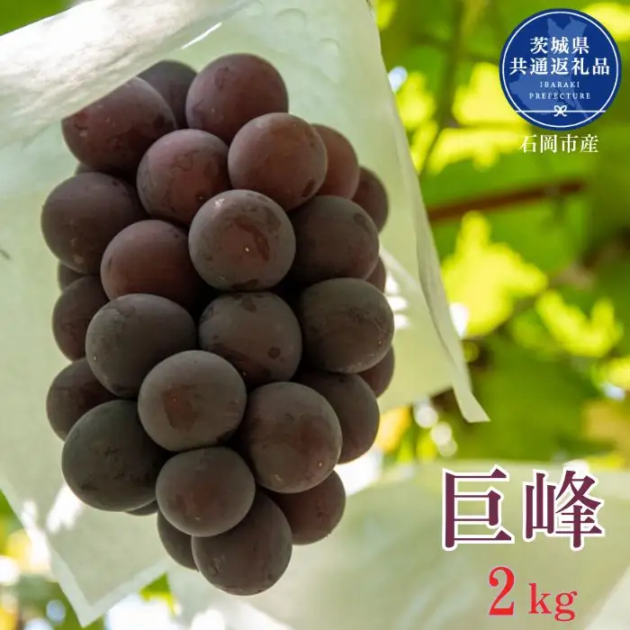 開田ぶどう園 巨峰 2kg （茨城県共通返礼品・石岡市産） ／ 巨峰 ぶどう 葡萄 ブドウ 果物 フルーツ 2kg