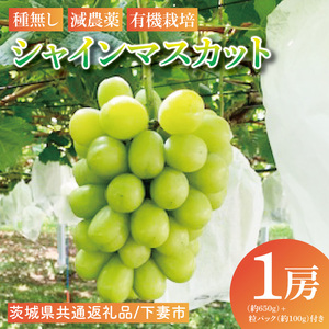 シャインマスカット1房（約650g）＋粒パック約100g付き【茨城県共通返礼品：下妻市】│ フルーツ 果物 ぶどう 種なし 大粒 茨城県（BJ002）