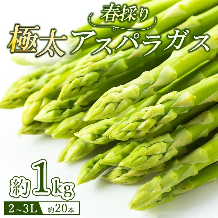 60-A 極太アスパラガス2～3Lサイズ1kg（約20本） ※2027年4月～発送