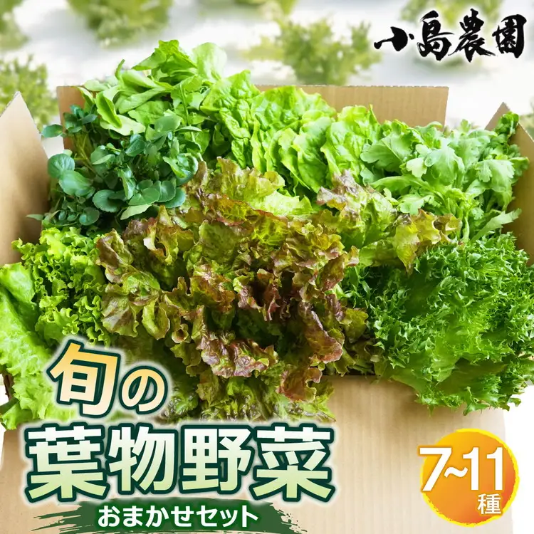【6回定期便】旬の葉物野菜おまかせセット 小島農園 野菜
