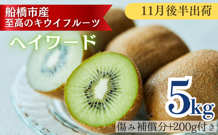 【11月後半発送分】国産キウイフルーツ 5kg 未追熟バラ詰め