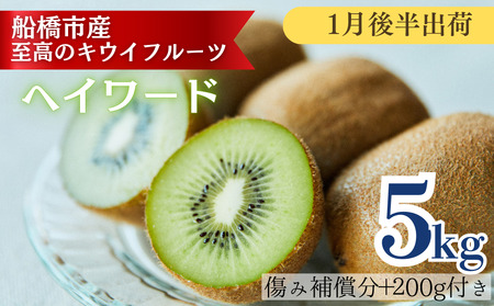 【1月後半発送分】国産キウイフルーツ 5kg 未追熟バラ詰め