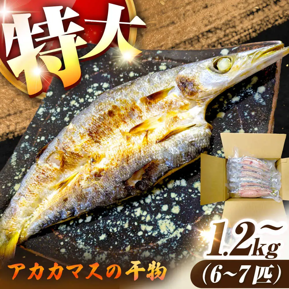 干物 特大 アカカマス 開き 1.2kg 以上 [JAQ026] カマス